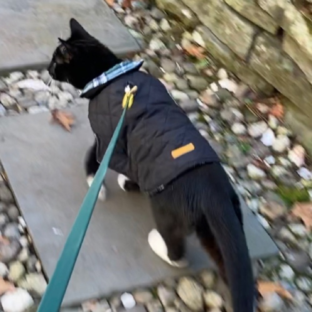 Waterproof Windproof Reversible cat or dog Coat  XS